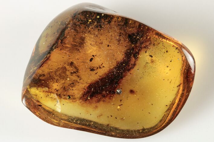 Polished Chiapas Amber ( g) - Mexico #193203